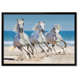Plakat w ramie Konie biegnące w szyku wzdłuż wybrzeża