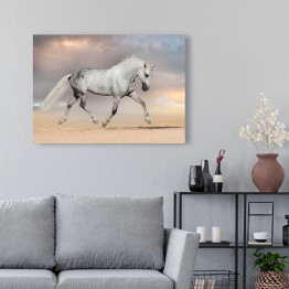 Obraz na płótnie Piękny szary koń biegnący na polu