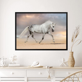 Obraz w ramie Piękny szary koń biegnący na polu