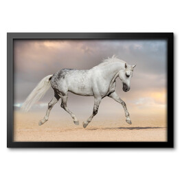 Obraz w ramie Piękny szary koń biegnący na polu