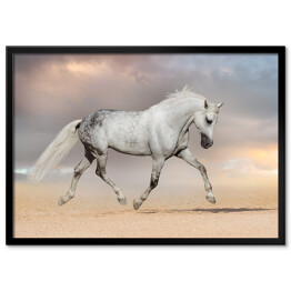 Plakat w ramie Piękny szary koń biegnący na polu