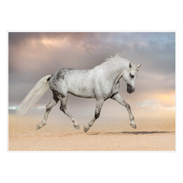 Plakat Piękny szary koń biegnący na polu