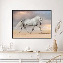 Plakat w ramie Piękny szary koń biegnący na polu
