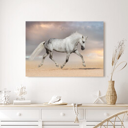 Obraz na płótnie Piękny szary koń biegnący na polu