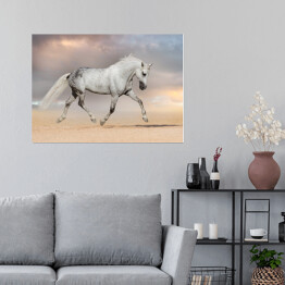 Plakat Piękny szary koń biegnący na polu