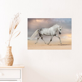 Plakat samoprzylepny Piękny szary koń biegnący na polu