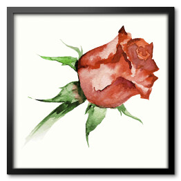 Akwarela - piękna czerwona wyblakła róża