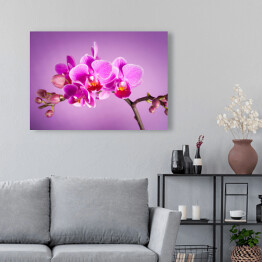 Obraz na płótnie Różowe kwiaty orchidei na różowym tle