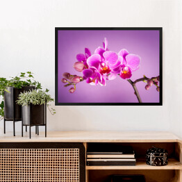 Obraz w ramie Różowe kwiaty orchidei na różowym tle