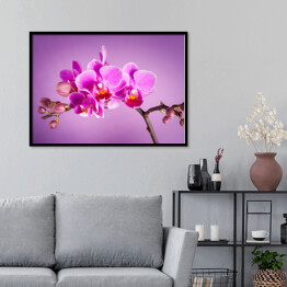 Plakat w ramie Różowe kwiaty orchidei na różowym tle