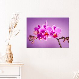 Plakat Różowe kwiaty orchidei na różowym tle