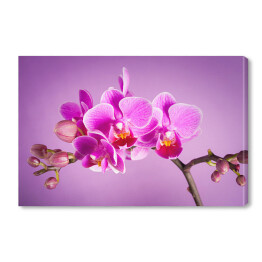 Obraz na płótnie Różowe kwiaty orchidei na różowym tle