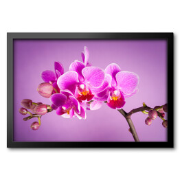 Obraz w ramie Różowe kwiaty orchidei na różowym tle