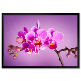 Plakat w ramie Różowe kwiaty orchidei na różowym tle