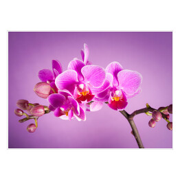 Plakat Różowe kwiaty orchidei na różowym tle