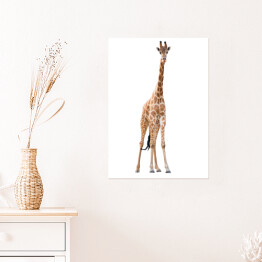 Plakat Sylwetka żyrafy na białym tle