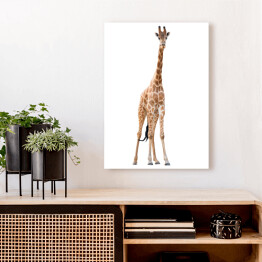 Obraz na płótnie Sylwetka żyrafy na białym tle