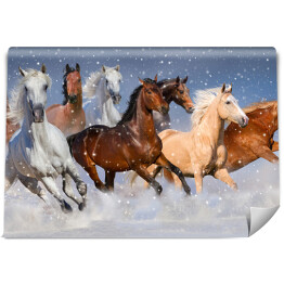 Fototapeta Stado koni galopujących w zimie