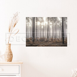 Plakat samoprzylepny Jesienny mglisty poranek w sosnowym lesie
