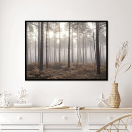 Plakat w ramie Jesienny mglisty poranek w sosnowym lesie