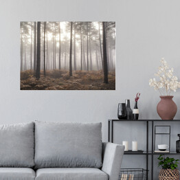 Plakat Jesienny mglisty poranek w sosnowym lesie