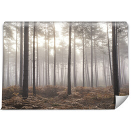Fototapeta Jesienny mglisty poranek w sosnowym lesie