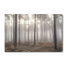 Obraz na płótnie Jesienny mglisty poranek w sosnowym lesie