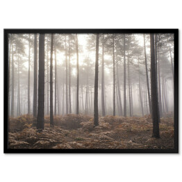 Plakat w ramie Jesienny mglisty poranek w sosnowym lesie