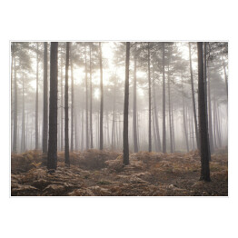Plakat samoprzylepny Jesienny mglisty poranek w sosnowym lesie