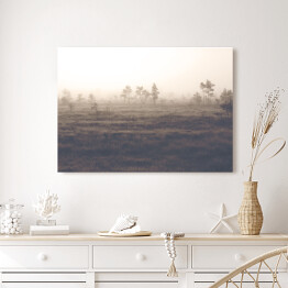Obraz na płótnie Sosny na polanie we mgle