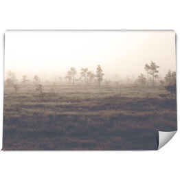 Fototapeta samoprzylepna Sosny na polanie we mgle