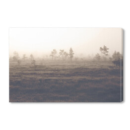 Obraz na płótnie Sosny na polanie we mgle