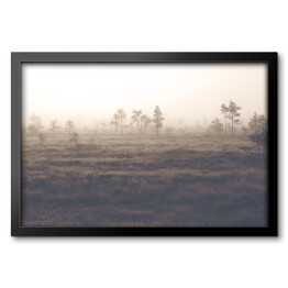 Obraz w ramie Sosny na polanie we mgle