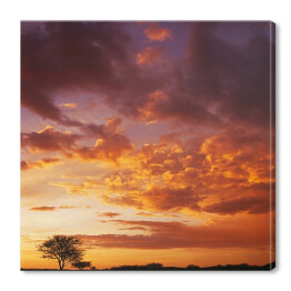 Obraz na płótnie Zachód słońca nad afrykańskim niebem