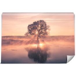Fototapeta samoprzylepna Wschód słońca na tle drzewa na polanie