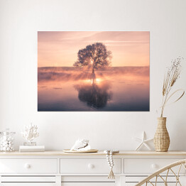 Plakat Wschód słońca na tle drzewa na polanie