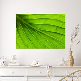 Plakat Duży zielony liść - tekstura