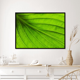 Plakat w ramie Duży zielony liść - tekstura