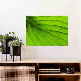Plakat samoprzylepny Duży zielony liść - tekstura