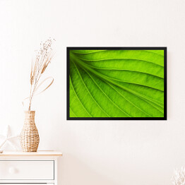 Obraz w ramie Duży zielony liść - tekstura