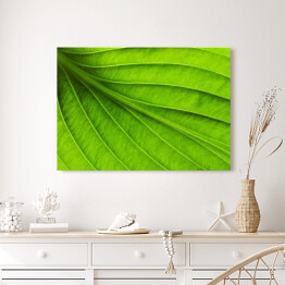 Obraz na płótnie Duży zielony liść - tekstura
