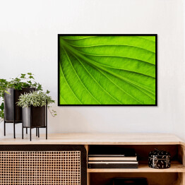 Plakat w ramie Duży zielony liść - tekstura