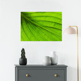 Plakat Duży zielony liść - tekstura