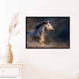 Plakat w ramie Andaluzyjski koń z długą grzywą podczas zmierzchu