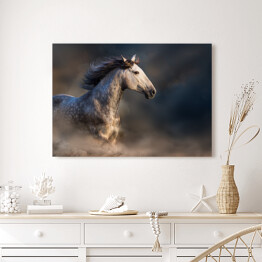 Obraz na płótnie Andaluzyjski koń z długą grzywą podczas zmierzchu