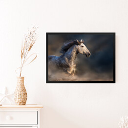 Obraz w ramie Andaluzyjski koń z długą grzywą podczas zmierzchu