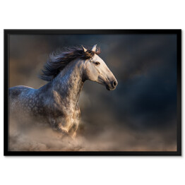 Plakat w ramie Andaluzyjski koń z długą grzywą podczas zmierzchu