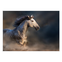 Plakat Andaluzyjski koń z długą grzywą podczas zmierzchu