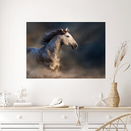 Plakat samoprzylepny Andaluzyjski koń z długą grzywą podczas zmierzchu