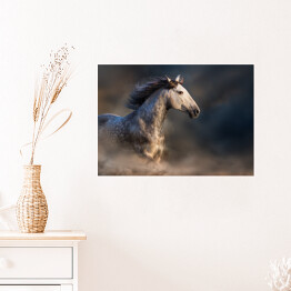 Plakat samoprzylepny Andaluzyjski koń z długą grzywą podczas zmierzchu